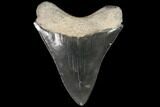 Serrated, Fossil Megalodon Tooth - Nice Color #92478-1